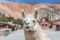 Llama in Purmamarca, Jujuy, Argentina. Royalty Free Stock Photo