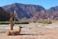 Llama at quebrada de las conchas Royalty Free Stock Photo