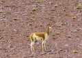 LLAMA AT RED LAGOON, BOLIVIA