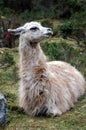 Llama Resting Royalty Free Stock Photo