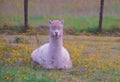 Llama resting among buttercups. Royalty Free Stock Photo