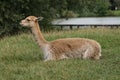 llama resting on a grass Royalty Free Stock Photo