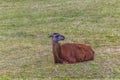 Llama Resting at Grass Royalty Free Stock Photo