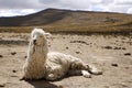 Llama Resting on the Ground Royalty Free Stock Photo