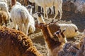 Llama resting on the ground at the southern altiplano Royalty Free Stock Photo