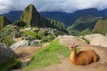Llama resting at Machu Picchu overlook in Peru Royalty Free Stock Photo