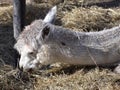 Llama Resting Royalty Free Stock Photo