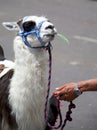Llama rides Royalty Free Stock Photo