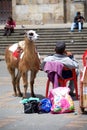 Llama rides Royalty Free Stock Photo