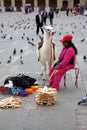 Llama rides Royalty Free Stock Photo