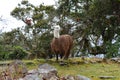 A Llama in the Ruins of Kuelap, the lost city of Chachapoyas, Peru Royalty Free Stock Photo
