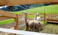 llama's behind wooden fence in a mountain meadow Royalty Free Stock Photo