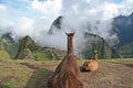 Llama's Eye View of Machu Picchu Royalty Free Stock Photo