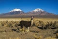 Llama in Sajama