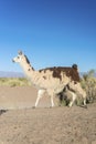 Llama in Salinas Grandes in Jujuy, Argentina