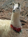 Llama in San Antonio de los Cobres, Province of Salta, Argentina Royalty Free Stock Photo