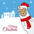 Llama with santa claus hat Royalty Free Stock Photo