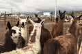 Llama in Saquisili animal market in Quito