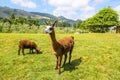 Llama and sheep at the Agrodome farm tour in Rotorua Royalty Free Stock Photo