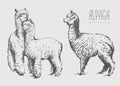 Llama silhouettes made in graphic drawing technique. Set of Alpaca animals, sketch for your design.