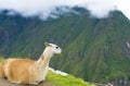 Llama sitting in front of Machu Picchu