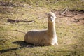 A Llama sitting in the sunshine in a green agricultural field