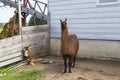 Llama standing in front of barn staring with imperious expression while bi-coloured red and white Australian Shepherd sits shyly Royalty Free Stock Photo