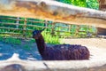 Llama standing on the ground Varna Zoo Bulgaria Royalty Free Stock Photo