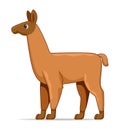 Llama standing on a white background Royalty Free Stock Photo