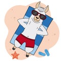Llama sunbathing on the beach Royalty Free Stock Photo
