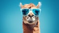 Llama In Sunglasses: A Synthetist Innovator Of Chillwave Royalty Free Stock Photo