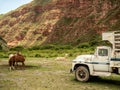 A llama and two wild horses in the Los Cardones National Park