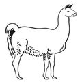 Llama vector eps Hand drawn, Vector, Eps, Logo, Icon, silhouette Illustration by crafteroks for different uses. Royalty Free Stock Photo