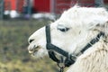 Llama Vicugna vicugna close up at a pet farm with fun expressions Royalty Free Stock Photo