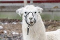 Llama Vicugna vicugna close up at a pet farm with fun expressions Royalty Free Stock Photo