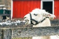 Llama Vicugna vicugna close up at a pet farm with fun expressions Royalty Free Stock Photo