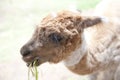 Llama Royalty Free Stock Photo
