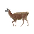 Walking llama vector