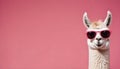 A llama wearing sunglasses against a background