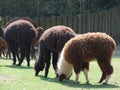 Llama white brown in a zoo