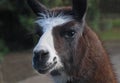 Llama with a white muzzle