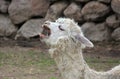 Llama yawning