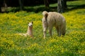 Llama and young Royalty Free Stock Photo