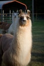 Llamas Royalty Free Stock Photo