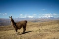 Llamas Alpaca in Andes Mountains, Amazing view in spectacular mountains, Cordillera, Peru Royalty Free Stock Photo