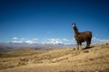 Llamas Alpaca in Andes Mountains, Amazing view in spectacular mountains, Cordillera, Peru