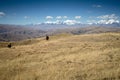 Llamas Alpaca in Andes Mountains, Amazing view in spectacular mountains, Cordillera, Peru