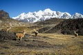 Llamas Alpaca in Andes Mountains, Amazing view in spectacular mountains, Cordillera, Peru Royalty Free Stock Photo