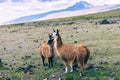 Llamas Alpaca in Andes Mountains, Ecuador, South America Royalty Free Stock Photo