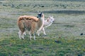 Llamas Alpaca in Andes Mountains, Ecuador, South America Royalty Free Stock Photo